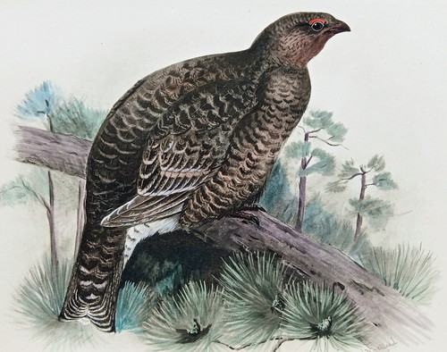 Black grouse antique - grouse, bird