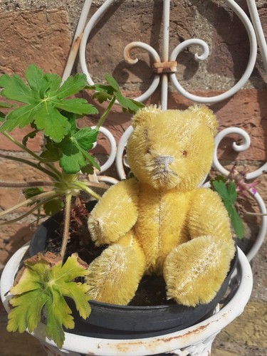 Antique jointed sweet - sweet, teddy
