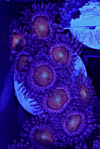 Wysiwyg mohawk zoa mini - mohawk,