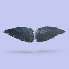 Real Pair Of Wings, Occult