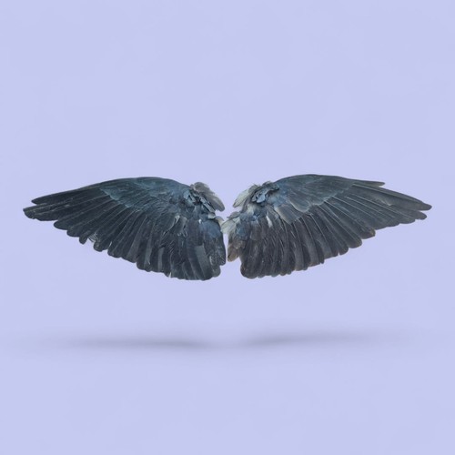 Real pair wings occult - pair, wings,