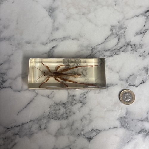 National geographic bugs - national,