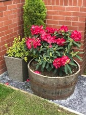 Garden planter half barrel - planter,