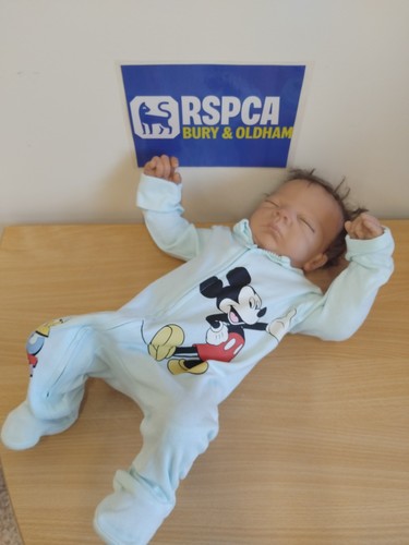 Ashton drake reborn baby doll - ashton,