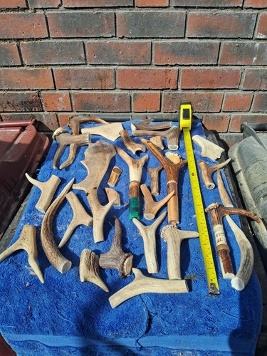 Deer antler walking stick - antler,