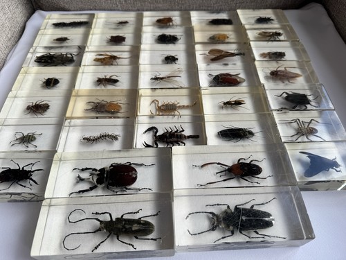 Real life bugs - real, insects
