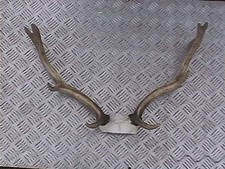 FALLOW BUCK DEER ANTLERS ON SKULL PLATE ARTS CRAFT TAXIDERMY