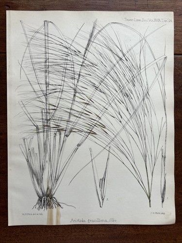 Antique aristida gracillima - antique,