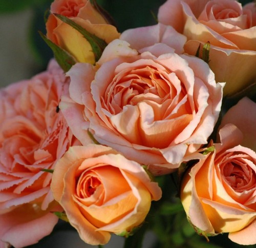 Sweet dream - sweet,