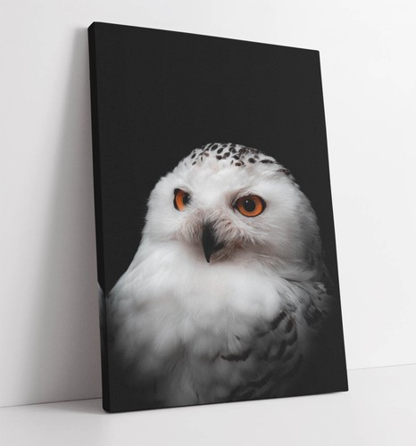 White owl darkness - owl, in
