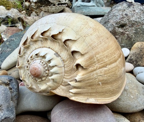 Large antique 20cm - large,, antique,