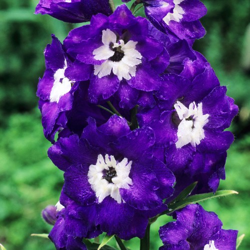 Delphinium king arthur - delphinium,