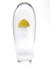 GIANT 30.5cm Amazing Murano World Class Ocean Creature Dome Sculpture 6.3kg