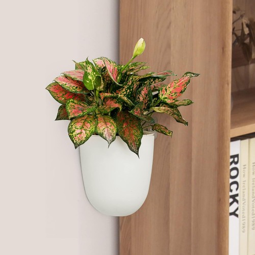 Pack corner wall mounted - corner,