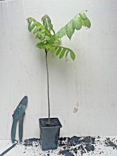 Black walnut juglans nigra - black,