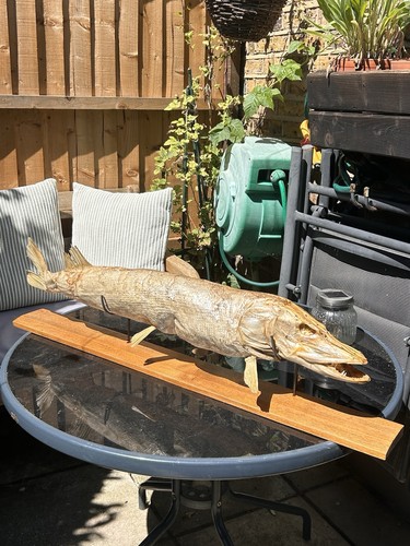 Taxidermy pike mounted - taxidermy,