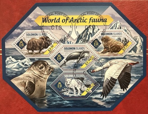 Arctic wildlife walrus - wildlife, seal