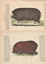 Set of 2 STEEL ENGRAVING