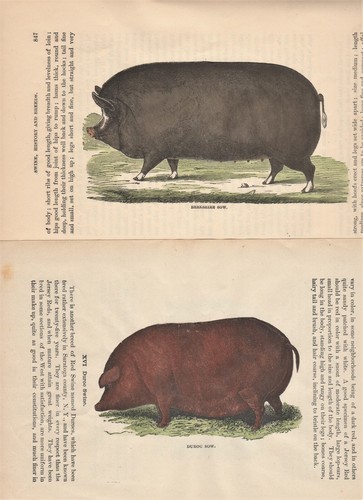 Set steel engraving - of, 2