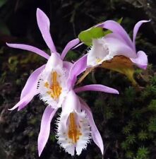 Stopped listing 1x Pleione PRECOX Bulb FS Flowering Size Autumn Orchid  #1