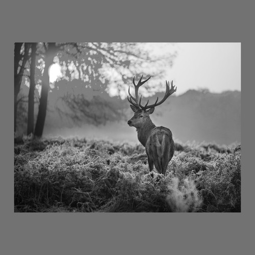 Black and white stag canvas - black,