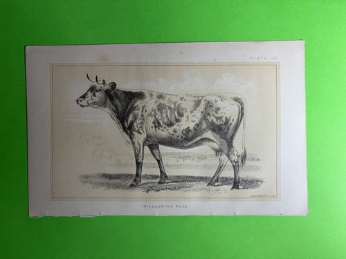 Julius bien litho print - julius,