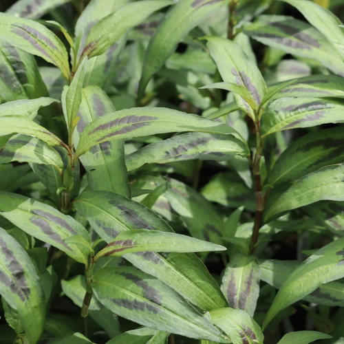Vietnamese coriander plant - vietnamese,