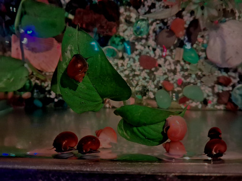 Live mystery snails pack - live,