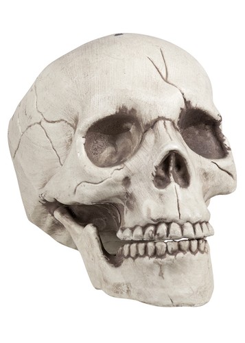 Prop skull with movable jaw - with,