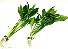 2x Amazon Sword Echinodorus