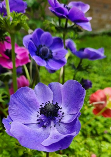 Anemone flower seeds mixed - anemone,