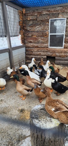 Fertile duck hatching eggs - fertile,