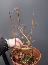 part trained japanese maple  Bonsai Tree 