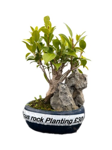 Ficus broom style - style, bonsai