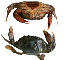 Foreign Peeler Crab (Softshell Crab)   frozen sea fishing bait qty 10  packs