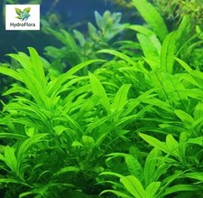 Dwarf Hygrophila - Live