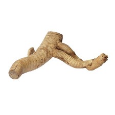 Habistat bamboo root - bamboo,