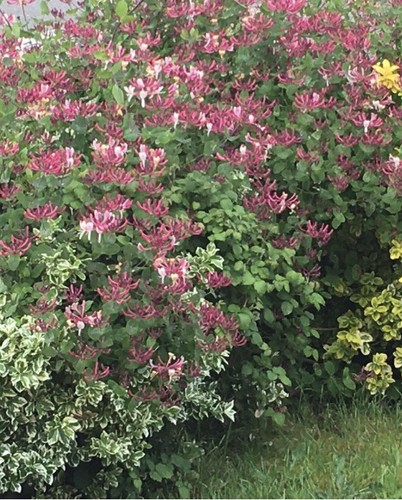 Lonicera gold flame - 'gold, flame'