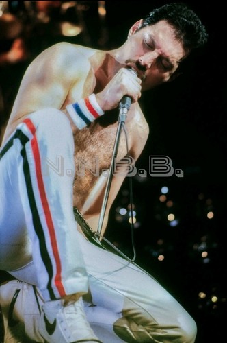 Freddie mercury queen x 8 - freddie,
