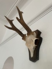 Antlers Roe Deer S46 Mounted Real Taxidermy horns interior design skull horns