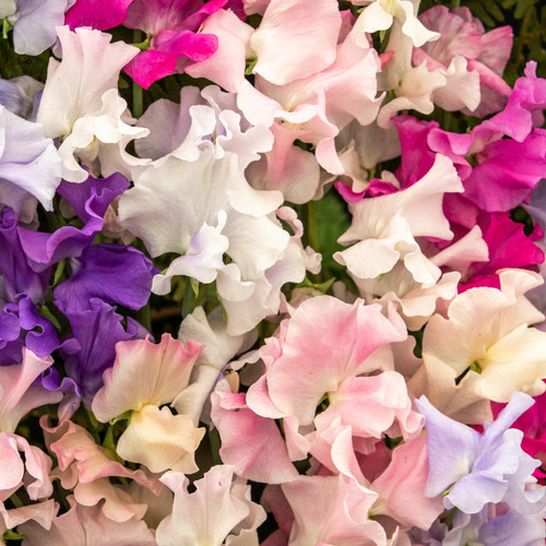 Sweet pea seeds selection - pea,