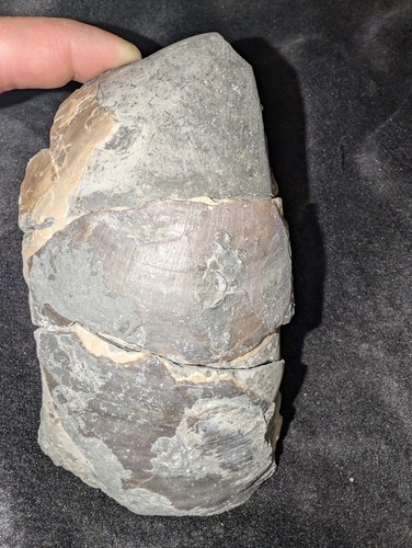 Jurassic plagiostoma gigantea