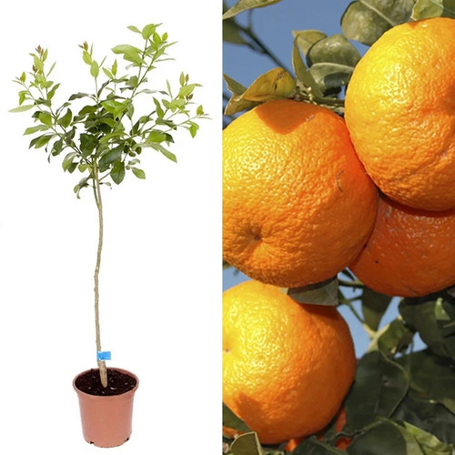 Large juicy orange tree - 🌳,