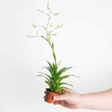 Catopsis bromeliad house plant - catopsis,