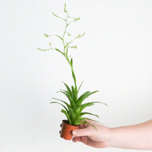 Catopsis bromeliad house plant - house,