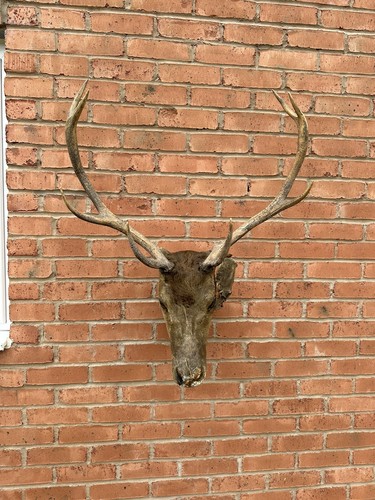 Old taxidermy stag head - old,