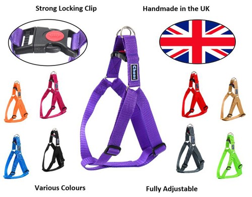 Chaos adjustable pet dog - chaos,