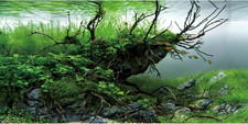 48X20 Inches Branches Fish