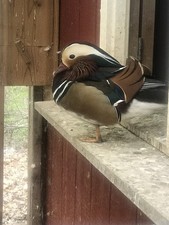 Mandarin Duck Hatching Eggs 4+