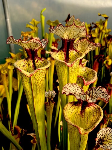 Sarracenia moorei leah - sarracenia, x